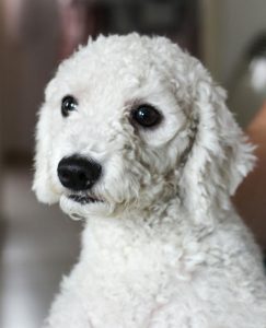 pet trust, image of a small white dog