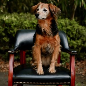 Kingsley, Dog/Awesome Office Mascot